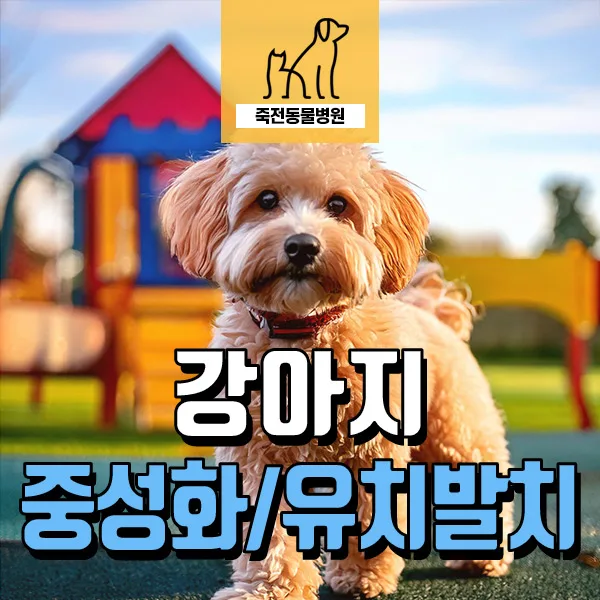암컷 강아지 중성화 적기 및 유치 발치 시기 2026년 총정리