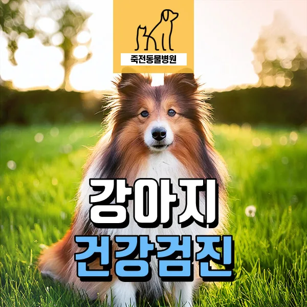 11살 반려견 건강검진: 용인 죽전동물병원 실제 사례 2026