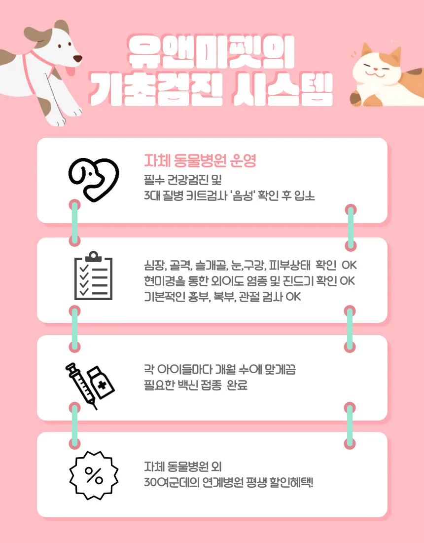시흥 페르시안 고양이 분양 2026: 건강한 아이 찾는 3가지 핵심 조건 2