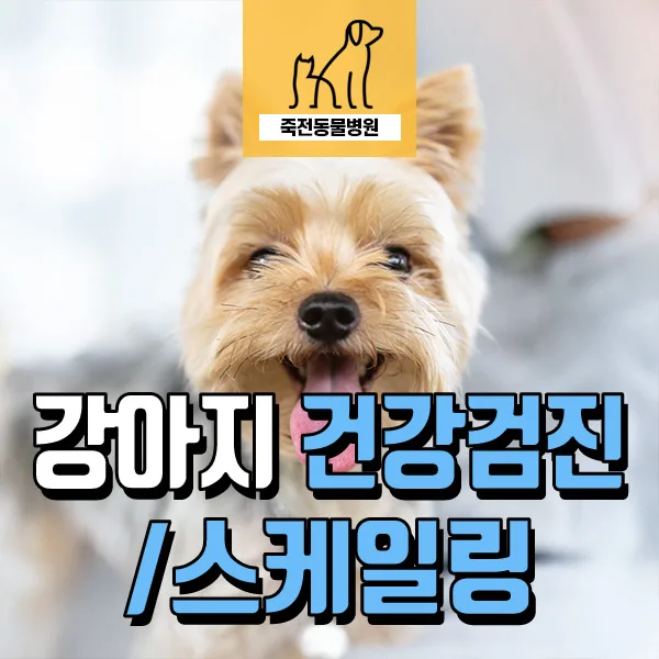 9살 강아지 건강검진 항목과 스케일링 비용 2026년 총정리
