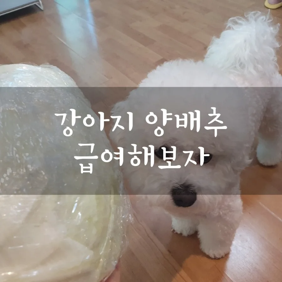 강아지 양배추 급여, 안전할까? 2026년 급여 가이드