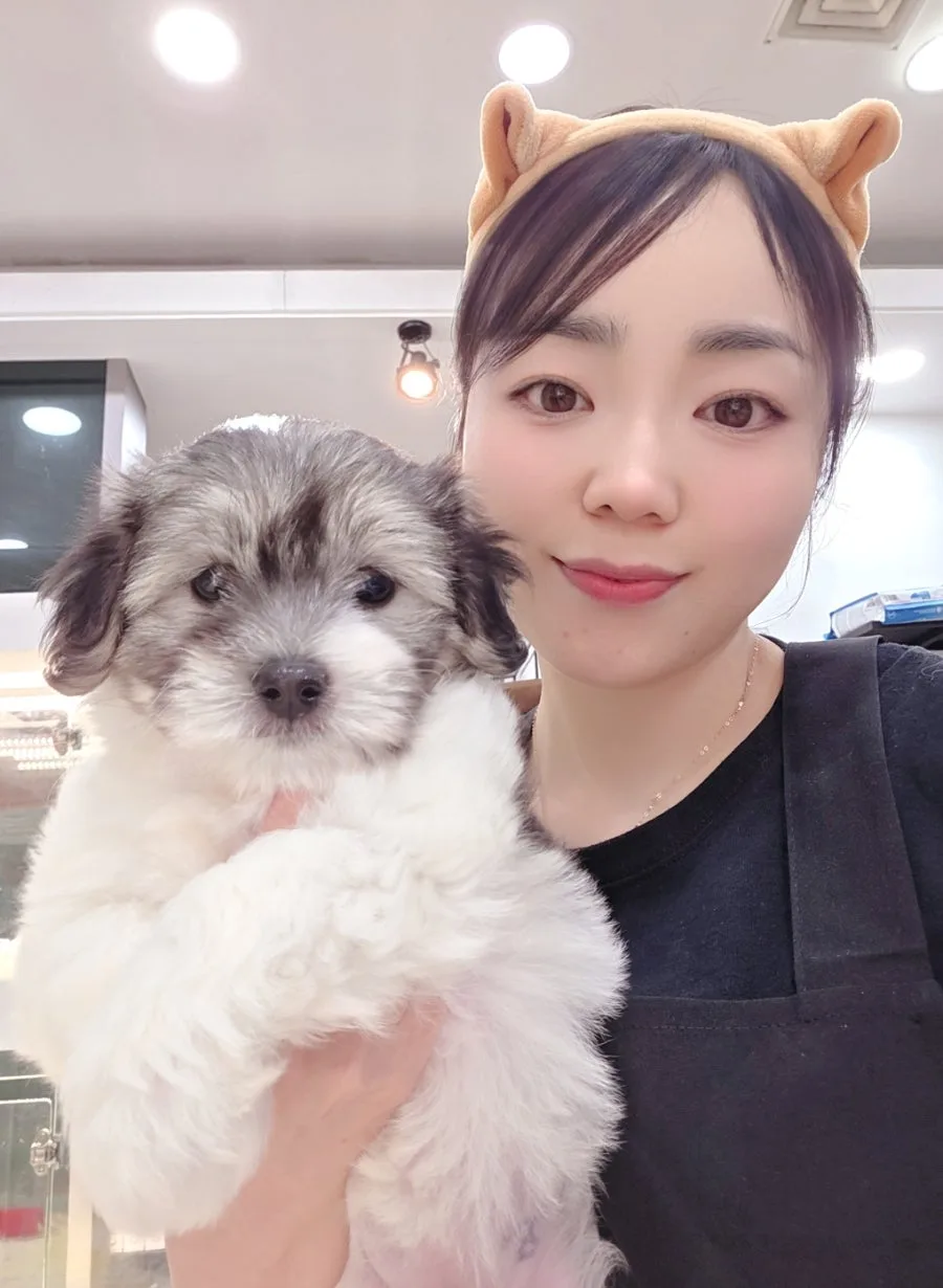 부산 꼬똥 드 툴레아 분양: 성장할수록 예뻐지는 희귀견종 2026