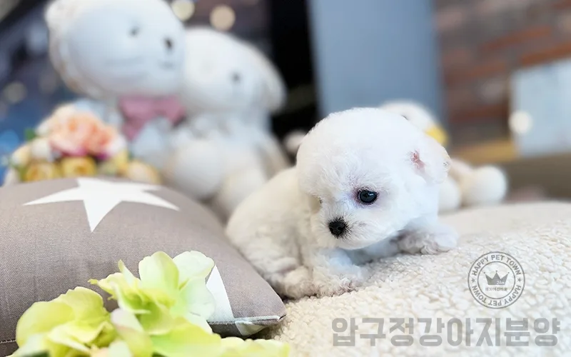 압구정 강아지 분양, 특별한 반려견 찾는 법 2026 3