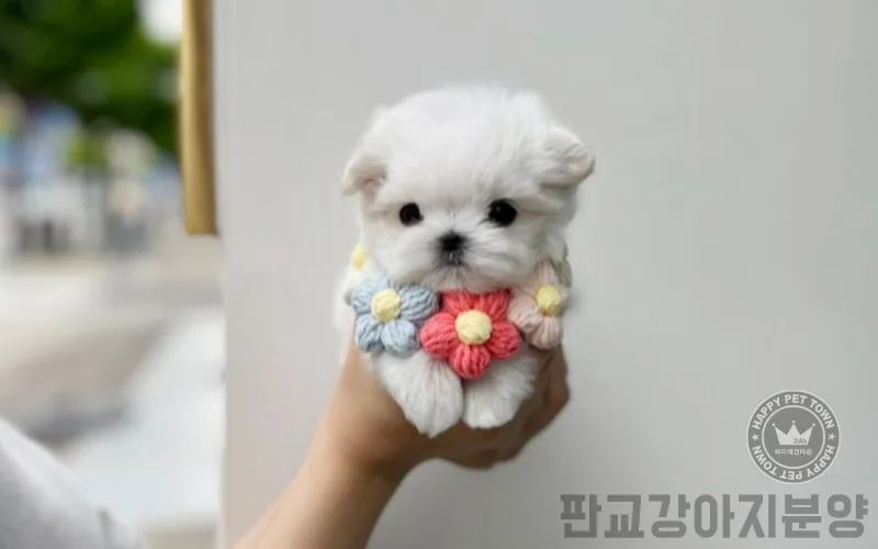 판교 강아지 분양 2026: 예약 타이밍과 꿀팁 완벽 정리 2