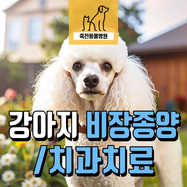 12살 강아지 건강검진: 비장 종양 발견 및 치과 치료 후기 2026