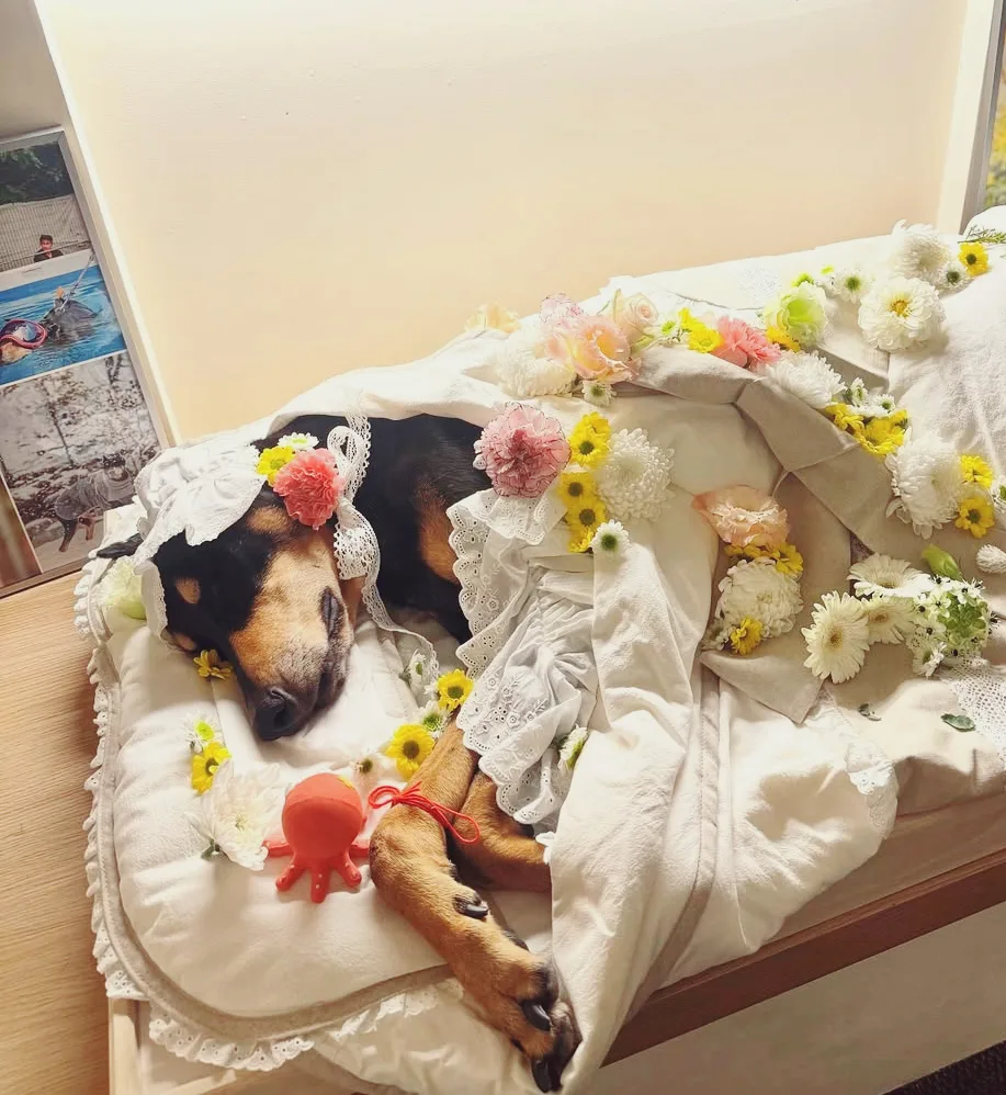 펫로스 증후군 극복법: 반려견과의 이별 후 슬픔 다스리기 2026
