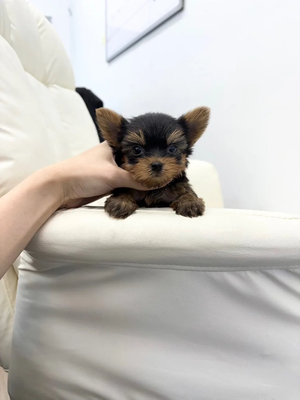 요크셔테리어 분양 2026: 건강한 반려견 선택 가이드 2