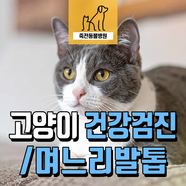 고양이 며느리발톱 제거 수술 및 건강검진 2026년 총정리