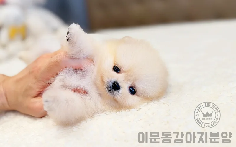 이문동 강아지 분양 2026: 휘경동 펫샵 선택 가이드 2