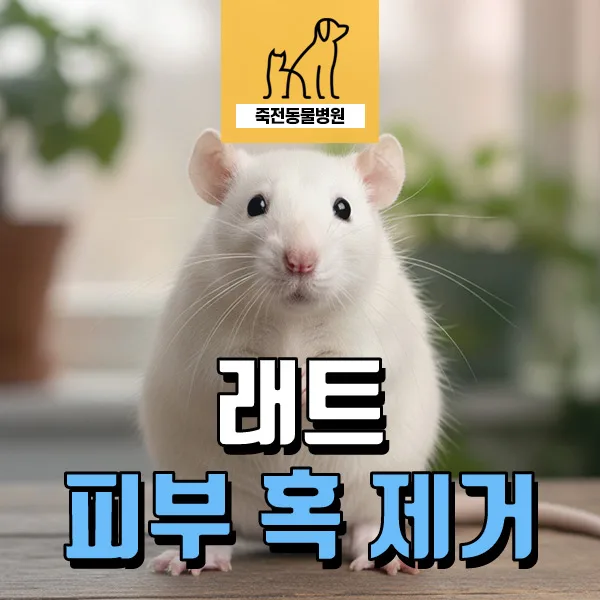 2026년 래트 피부 혹, 수술 꼭 필요할까? 제거 사례와 주의점