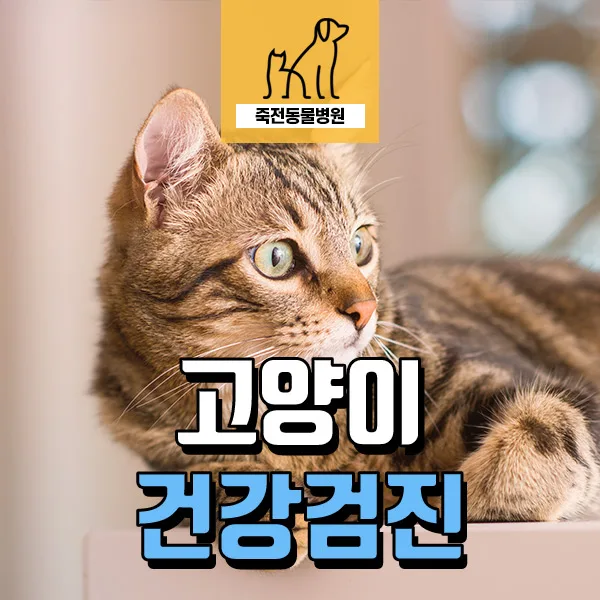 노령묘 갑상선 항진증 관리 2026: 심장 문제 동반 시 대처법