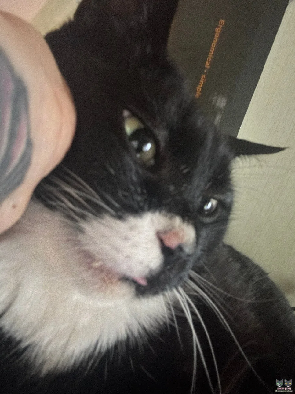 반려동물 상처연고 키토펫: 강아지 피부염·고양이 구내염 2026년 활용법 2