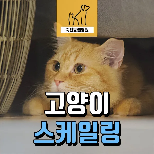 고양이 스케일링 시기 및 필요성: 2026년 치아 건강 가이드