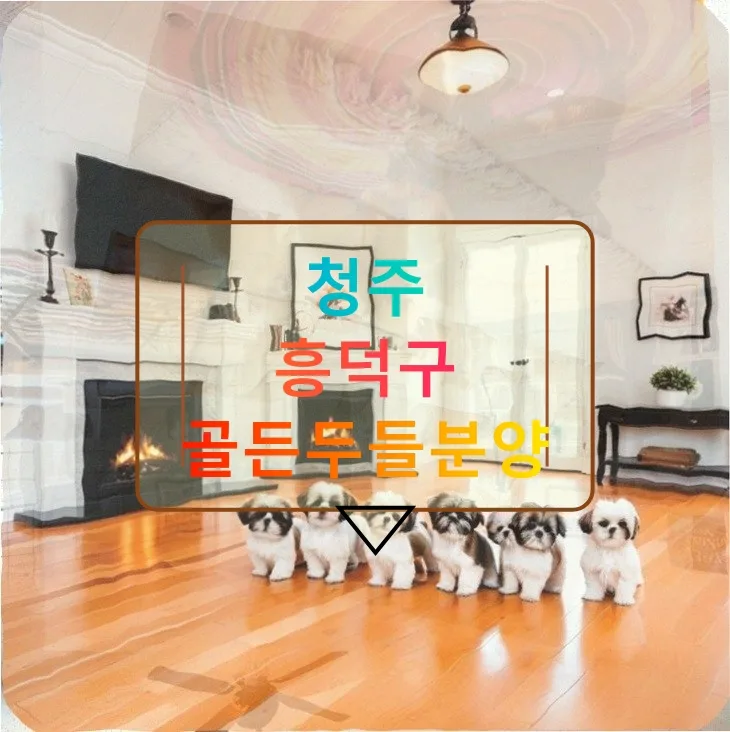 청주 골든두들 입양 2026: 유기견 구조부터 가족 되기까지
