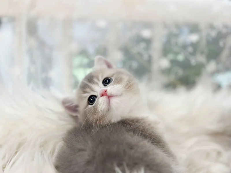 Ragdoll Cat Adoption Guide 2026: Checklist