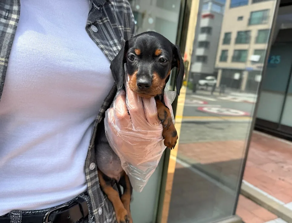 군산 닥스훈트 분양 2026: 건강한 반려견 찾는 법 2