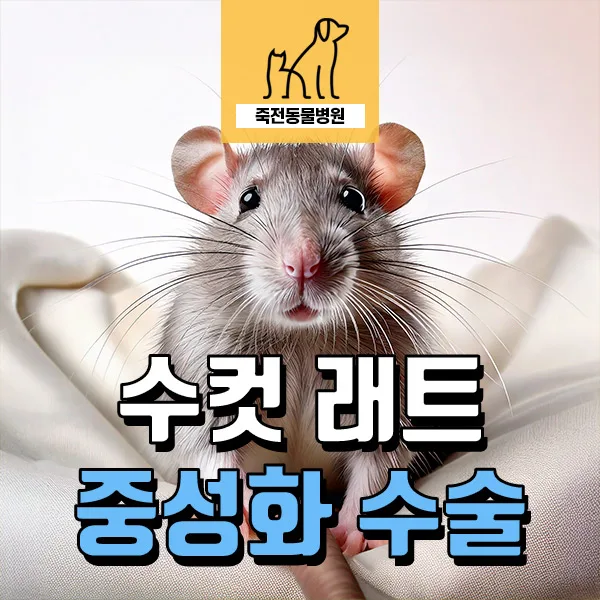 수컷 래트 중성화 수술 시기 및 효과 완벽 가이드 2026
