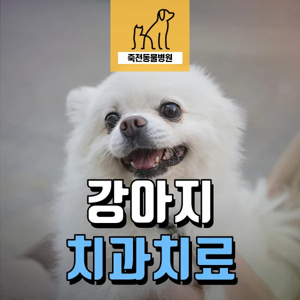 3살 포메라니안 치아 흔들림: 치조골 융해 원인과 치료법 2026