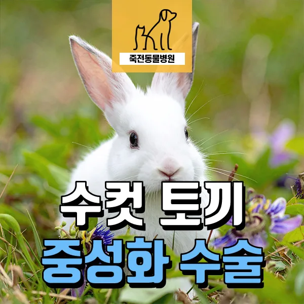 수컷 토끼 중성화, 넥카라 없이 회복하는 방법 2026