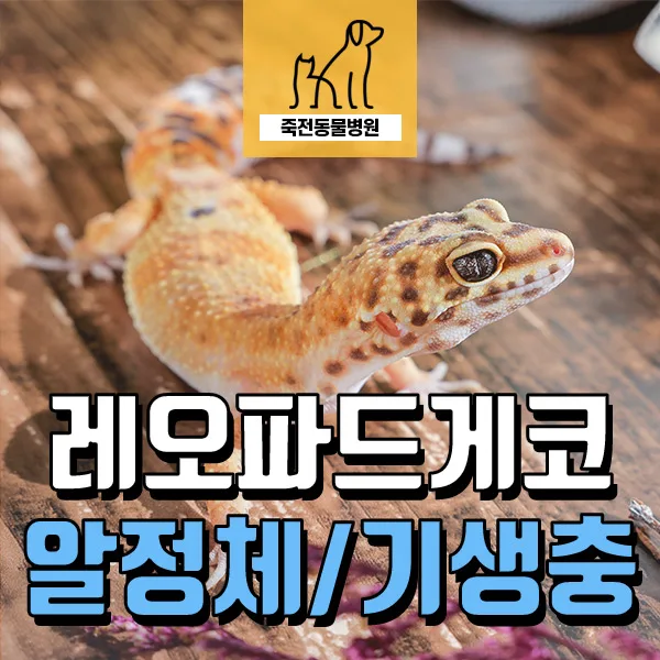레오파드 게코 식욕 부진·설사 원인 2026: 기생충과 난산 전조 증상 파헤치기