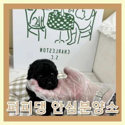 배방 강아지 무료 분양: 퍼피댕 입양 후기 2026