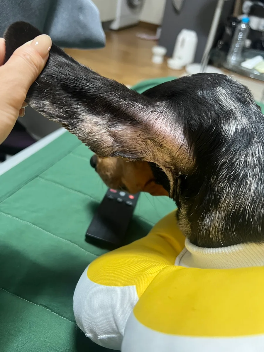 닥스훈트 피부병, 각질+탈모 완치 후기 (2026년 최신 정보)