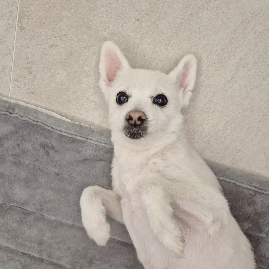 반려동물 뽀뽀 & 고양이 약 먹이기: 2026년 능숙한 집사의 일상
