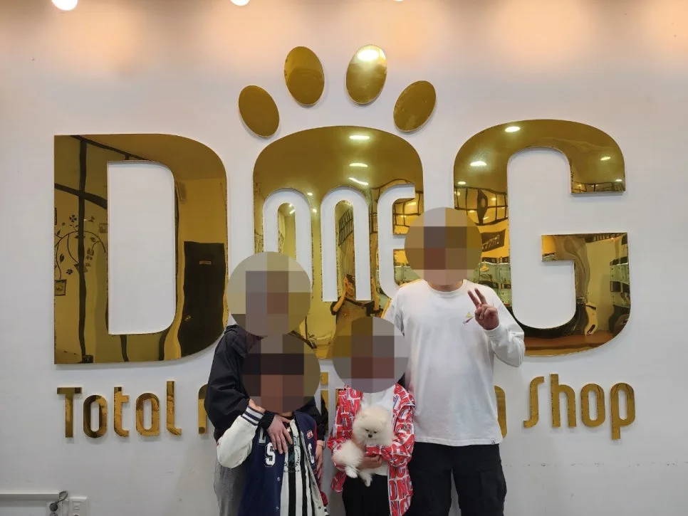 화이트 포메라니안 분양 2026: 혈통 좋은 강아지 찾는 법 (세종 원독) 3