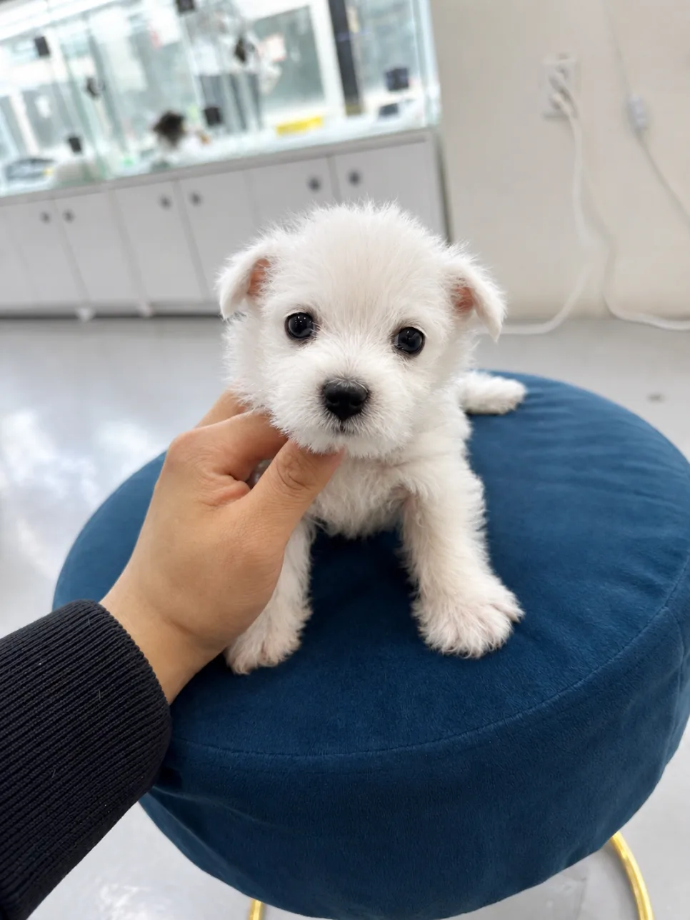 화이트테리어 분양 2026: 남양주 강아지 선택 가이드 2