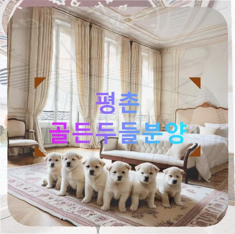 골든두들 분양 2026: 평촌 아파트에 온기 되찾은 반려견 입양기