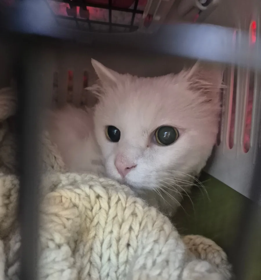 고양이 BUN 수치 낮추는 방법 2026: 흡착탄 급여와 관리법 총정리
