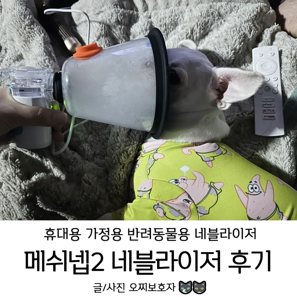 반려동물 네블라이저 메쉬넵2, 2026년 필수 구매 가이드