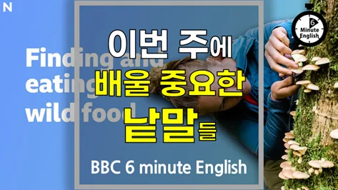 야생 식용 식물 채집 2026: 영어 단어 & 생존 팁