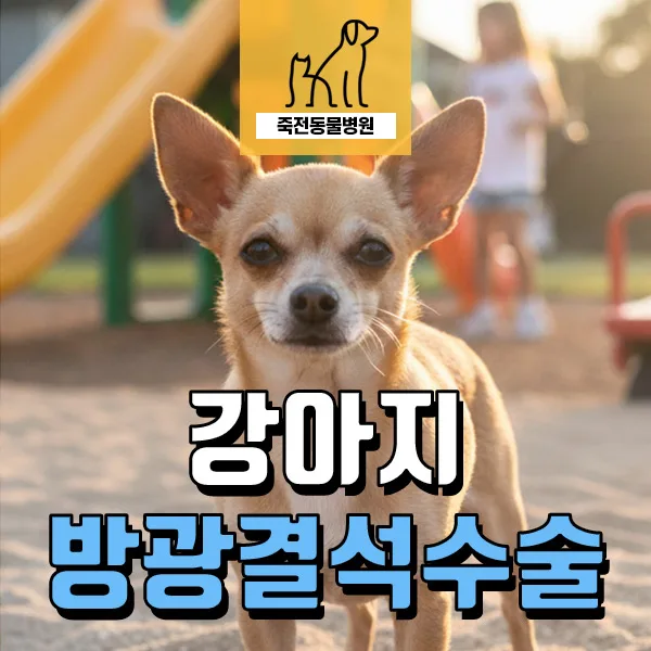 강아지 혈뇨, 방광 결석 수술 후기 및 관리법 2026