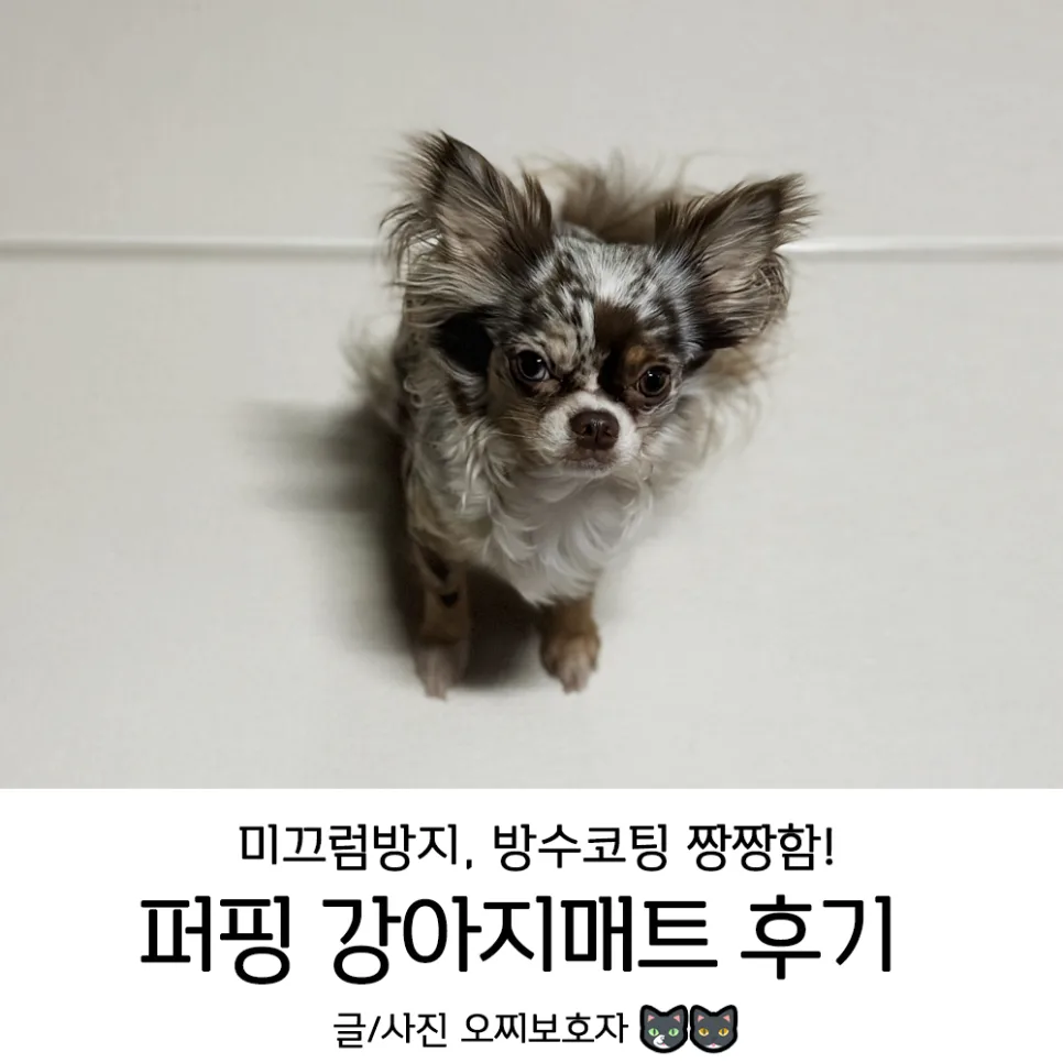 퍼핑 강아지매트 2026년 슬개골 탈구 예방 — 안전한 사용법 3