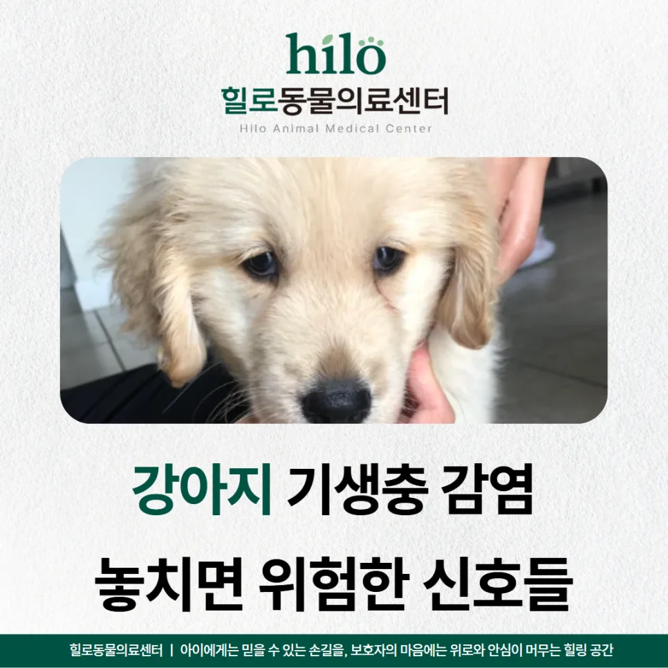 강아지 기생충 증상 2026: 위험 신호와 예방책 완벽 정리