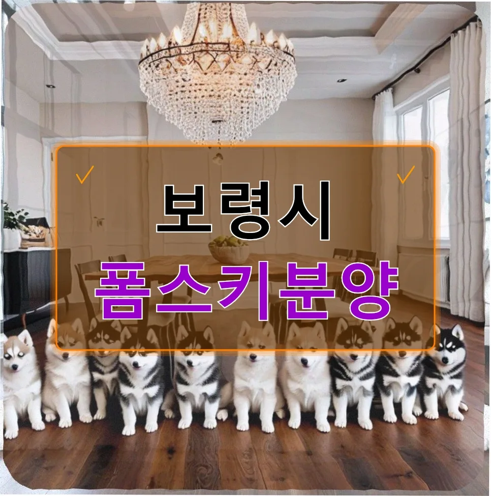 보령 폼스키 분양 후기: 2개월 아기 강아지 적응기 2026