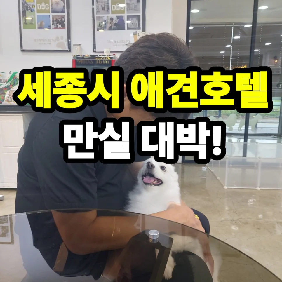 세종시 애견호텔 2026년 추석 연휴 예약, 안전한 곳 찾는 법 2