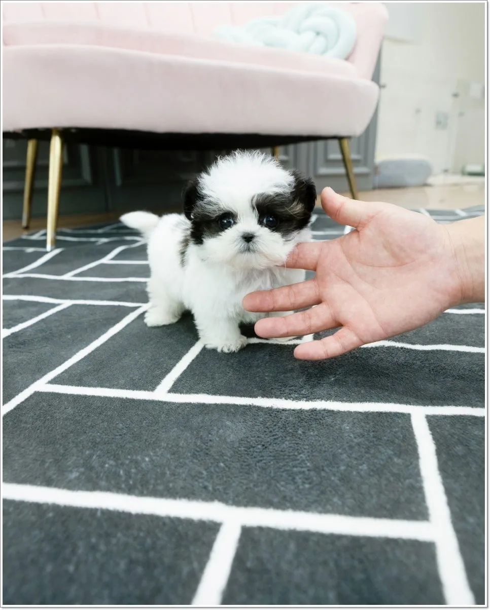 경기 광주 애견 분양: 반려견과 행복한 일상 만들기 2026