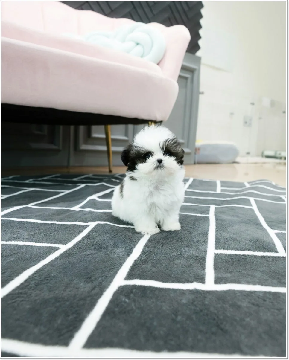 경기 광주 애견 분양: 반려견과 행복한 일상 만들기 2026 2