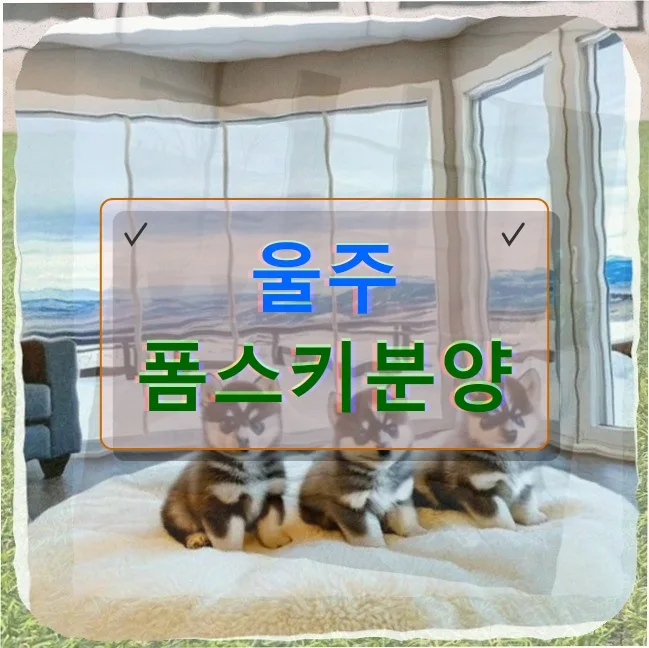 반려견 1.2kg 감량 성공기: 폼스키분양 고민 끝낸 38세 직장인 이야기 2026