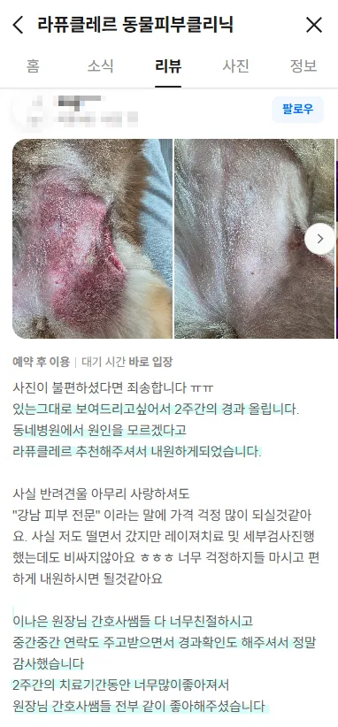 강아지 농피증 증상과 치료법 2026: 신사동 동물병원 전문가 총정리