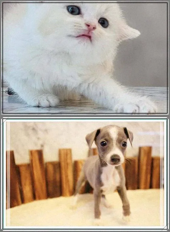 Seoul Puppy Adoption Guide 2026: Checklist for Healthy Pets
