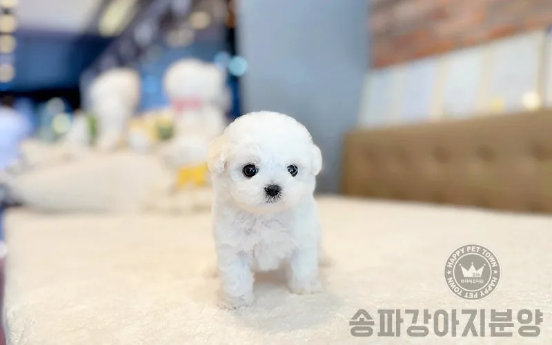 테디비숑 분양 2026: 송파 강아지 입양, 후회 없는 선택 가이드 3