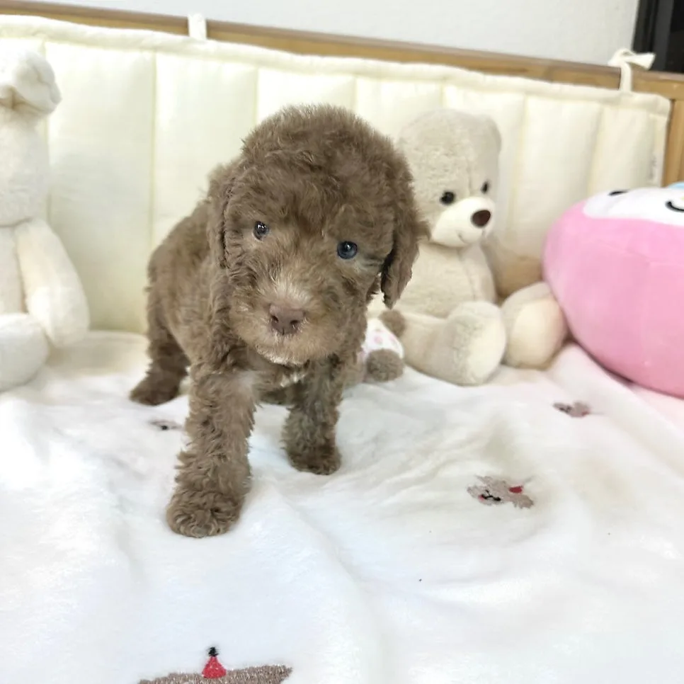 베들링턴테리어 분양 2026: 일산 강아지 입양 가이드 2