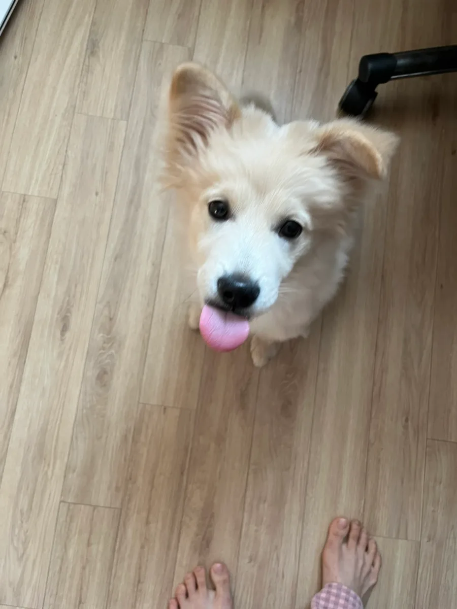 파주 운정 강아지 중성화 및 고양이 검진 2026년 후기