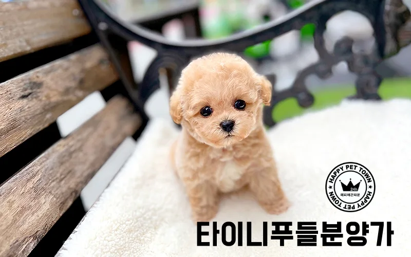 타이니푸들 분양가와 초기 건강관리 비용 2026년 총정리 2
