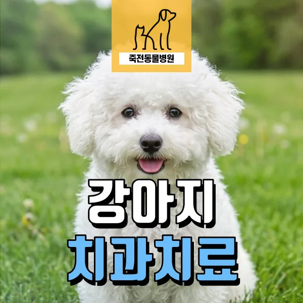 강아지 치조골 융해, 뿌리 노출 원인과 치료법 2026년 총정리