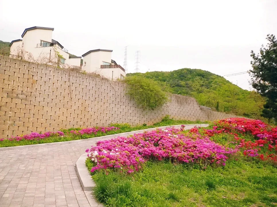 용인 은성사 겹벚꽃 명소 2026년 방문 팁 & 주차 정보 3