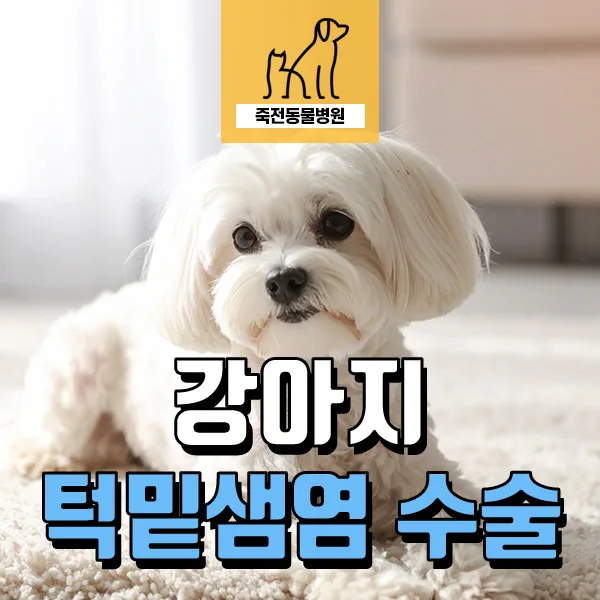 강아지 턱밑샘염 수술 후기: 침샘 제거술 2026년 최신 정보